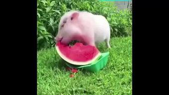 小猪吃瓜故事