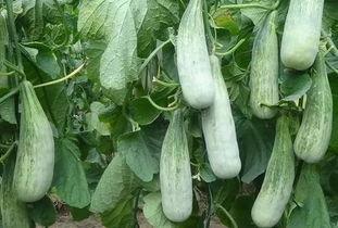 郑州吃瓜财经,揭秘城市热点背后的财经故事