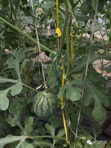 郑州吃瓜财经,揭秘城市热点背后的财经故事