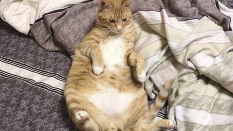 吃瓜猫绿幕,揭秘虚拟与现实的奇妙融合