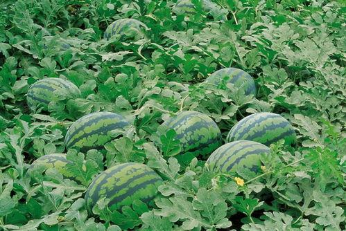 走廊打架吃瓜图片,围观群众“吃瓜”现场