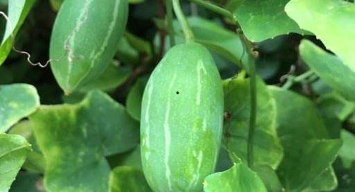 吴老臭吃瓜,揭秘娱乐圈幕后真相