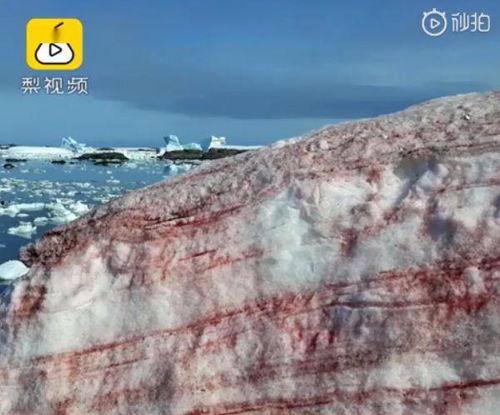 南极吃瓜人,一场吃瓜人生的奇幻之旅