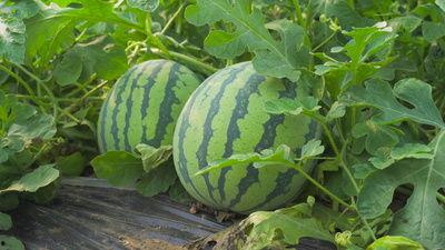 深圳龙湖吃瓜视频,邻里互动，欢乐无限