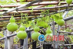 吃葫芦瓜瘦身,轻松享瘦，健康生活新选择