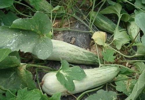 羊角酥瓜水果怎么吃,美味新体验