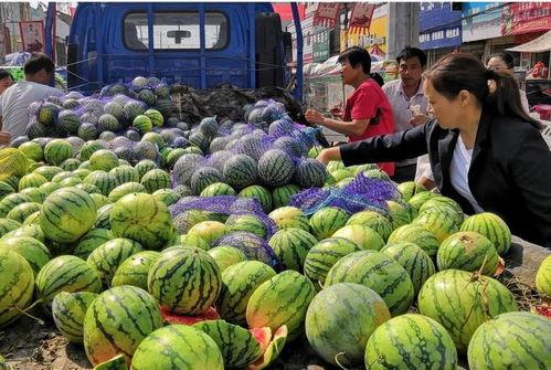 吃瓜网站宁夏,瓜田里的故事，探寻塞上江南的独特魅力