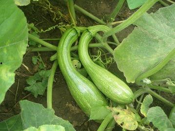 吃瓜运动品牌,揭秘“吃瓜”运动品牌的崛起之路