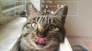 猫吃梨瓜做法大全