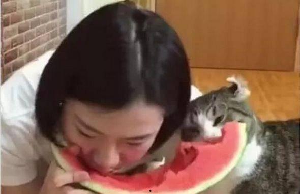 猫吃梨瓜做法大全
