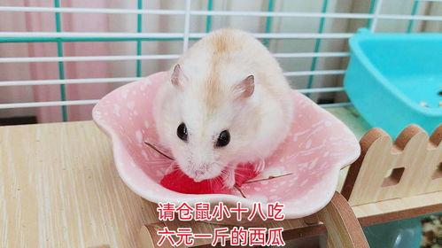 仓鼠吃瓜卡通,仓鼠卡通吃瓜趣事