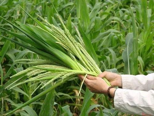 去雄安吃瓜,一场别开生面的“吃瓜”之旅