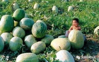 山东吃瓜事件大全,盘点那些年我们津津乐道的街头小吃风云