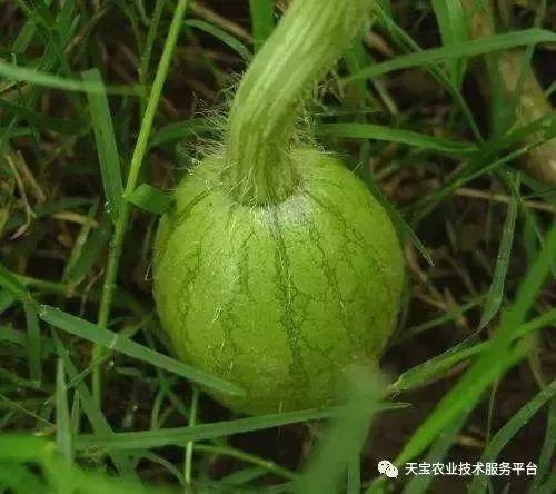 山东吃瓜事件大全,盘点那些年我们津津乐道的街头小吃风云