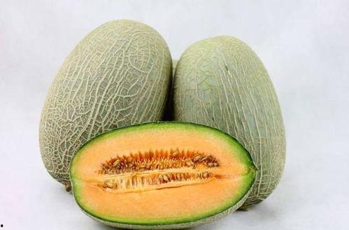 种哈密瓜的吃哈密瓜吗,哈密瓜的种植与美味之旅