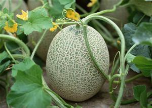 种哈密瓜的吃哈密瓜吗,哈密瓜的种植与美味之旅