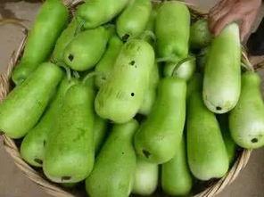 霞浦西关吃瓜,夏日吃瓜盛宴，品味传统与时尚的交融