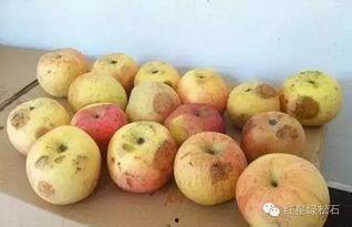 霞浦西关吃瓜,夏日吃瓜盛宴，品味传统与时尚的交融