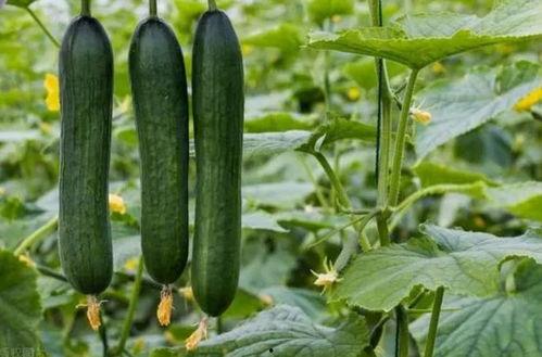 黑网吃瓜料网咋吃瓜,揭秘网络吃瓜的奥秘与技巧