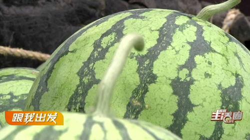 宜昌主播吃瓜,趣味横生直播秀引网友热议