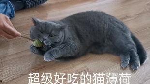 英短蓝猫吃瓜