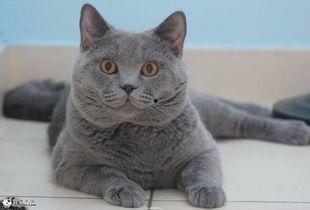 英短蓝猫吃瓜