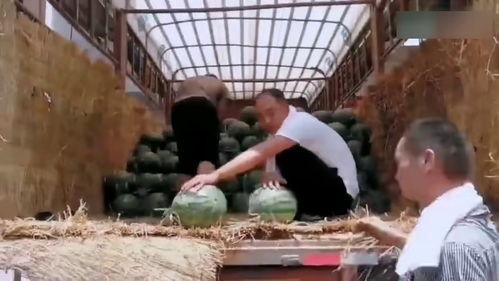 大学奇葩吃瓜事件,揭秘大学那些令人捧腹的奇葩吃瓜事件