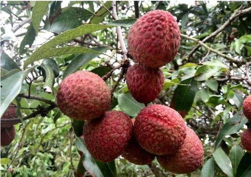 大丫头吃瓜,揭秘娱乐圈幕后故事