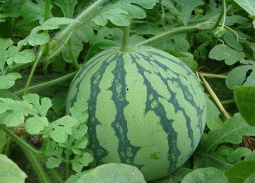 吃瓜最新最快,最新热点事件大盘点