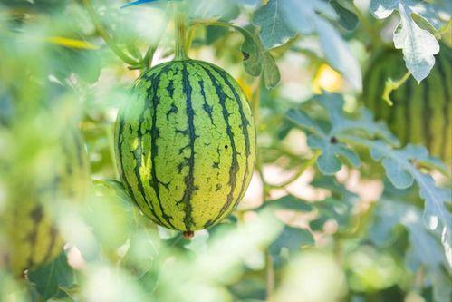 吃瓜最新最快,最新热点事件大盘点