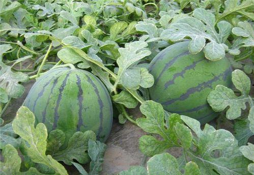 乾隆口渴到瓜地吃瓜,乾隆皇帝的瓜地解渴奇遇