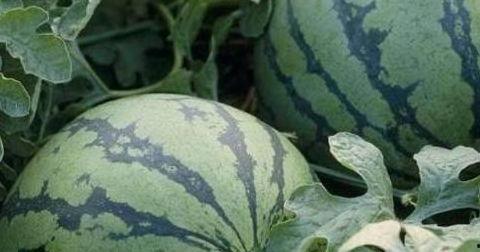 乾隆口渴到瓜地吃瓜,乾隆皇帝的瓜地解渴奇遇