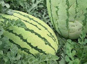 有吃瓜的没有吃瓜的,不同视角下的社会现象解析