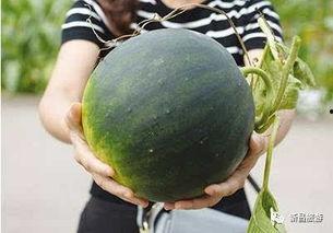 昌都吃瓜,揭秘当地特色美食背后的故事