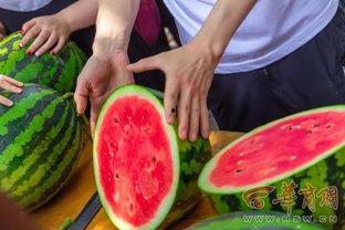 农林吃瓜,揭秘农业与林业中的趣味故事与奇闻异事