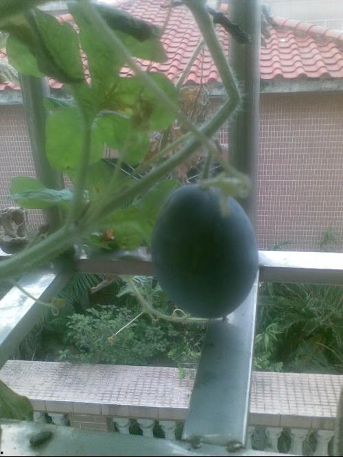 弟弟在阳台吃瓜,弟弟的悠闲午后时光