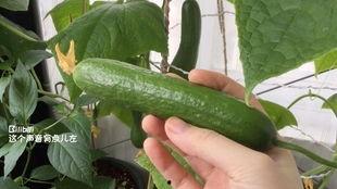 弟弟在阳台吃瓜,弟弟的悠闲午后时光