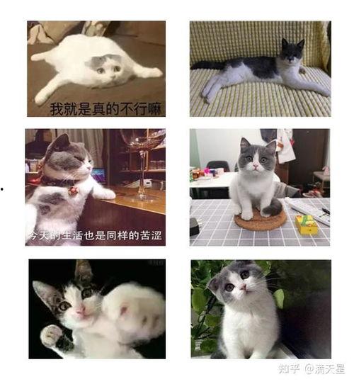 吃瓜白猫表情包