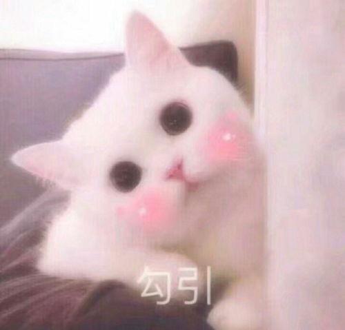 吃瓜白猫表情包