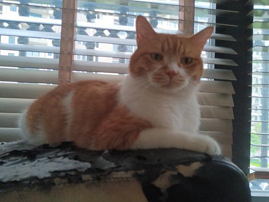 吃瓜白猫表情包