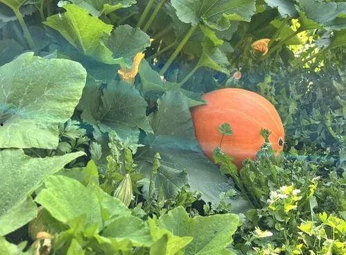 广西碧花园吃瓜,夏日消暑好去处