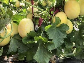 界首杨天友吃瓜,吃瓜群众的美食探索之旅