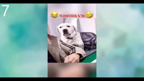 狗头军师吃瓜,揭秘娱乐圈背后的秘密