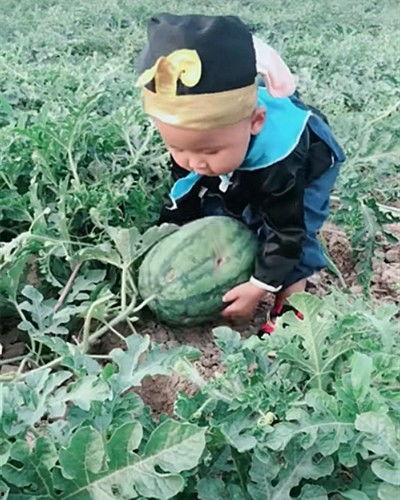 田地里吃不着瓜,为何吃不着瓜的遗憾与期待