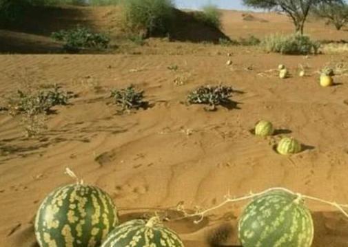 田地里吃不着瓜,为何吃不着瓜的遗憾与期待