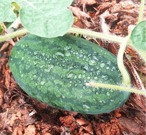 搜索吃瓜旺,揭秘网络热点的幕后故事