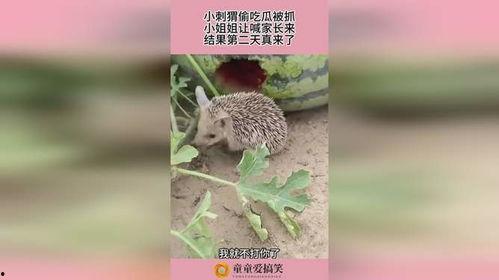 刺猬吃瓜的视频大全,萌态百出视频大全