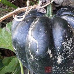 安徽吃方瓜么,方瓜的独特风味探索