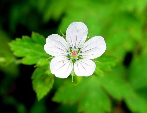 花花小说吃瓜大白,揭秘花花小说中的神秘世界