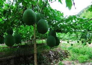 梦见吃吊瓜种子,揭秘吃吊瓜种子的神秘寓意